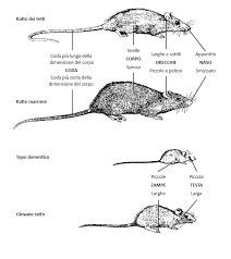 In realtà i ratti e i topi sono due animali diversi che. Quali Sono Le Diferenze Tra Ratti E Topi Rentokil Italia