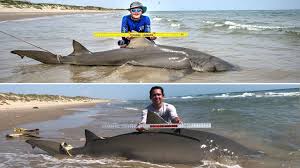 We did not find results for: Two Texas Anglers Catch Same 10 Foot Lemon Shark On Padre Island National Seashore 1 Year Apart