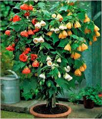 Image result for Abutilon