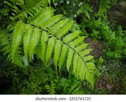 Image result for Ampelopteris