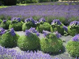 B B Family Lavender Farm Image Gallery Types Of Lavender Plants Lavender Garden Lavender Farm