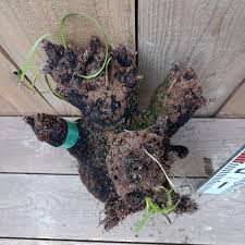 Image result for Xerophyta trichophylla