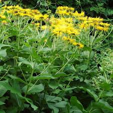 Image result for Inula