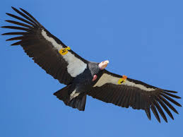 Black And White Bird With Red Head California California Condor Ebird In 2020 California Condor Rare Birds Merlin Bird