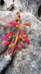 Image result for Hildegardia