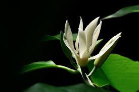 Check spelling or type a new query. How To Take Care Of Magnolia Alba Rayagarden