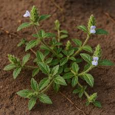 Image result for Blepharis maderaspatensis