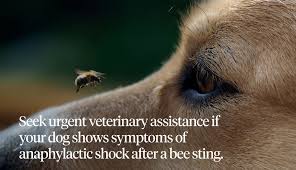 What To Do When You Dog Has Been Stung By A Bee