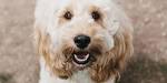 The Top 20 most popular dog breeds for 2020 | Tiny Terrier