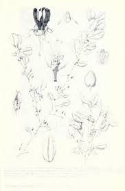 Image result for Nectaropetalum carvalhoi