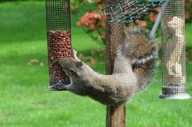 Not only will this keep squirrels out of your yard, but it will help to eliminate other pests like chipmunks and raccoons from. Repel Squirrels Out Of Your Property And Keep Them Away 24 7 Pest Control Uk