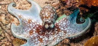 The animal had meant me no harm, but this just goes to show how dangerous an octopus can be without. Starting An Octopus Home Aquarium Tropical Fish Hobbyist Magazine