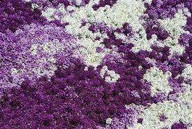 Pin On Flowers And Pretty Things