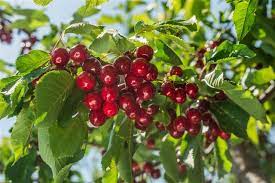 The weeping cherry tree is a spectacular ornamental tree that is grown more for its long, graceful branches than its fruit. The Various Problems That Weeping Cherry Trees Face Gardenerdy