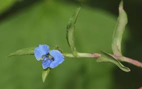 Image result for Commelina diffusa