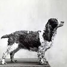 Roans , tri roans & sables starting at 2000.00. English Springer Spaniel Dog Breed Information
