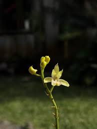 Image result for Eulophia obscura