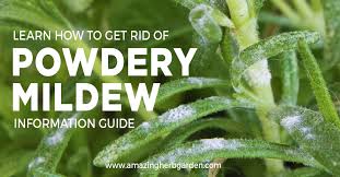 Yes, some molds cause allergic reactions and respiratory problems. Powdery Mildew Treatment For Plants And Herbs Amazing Herb Garden