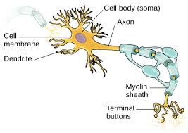 The editors embrace interdisciplinary strategies which integrate biophysical, cellular, developmental, and molecular approaches with a systems approach to sensory, motor, and … Neurons Introduction To Psychology