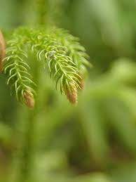 Image result for Lycopodiella caroliniana