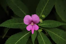 Image result for Thunbergia vogeliana