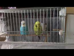Muhabbet Kusu Garanti Yavru Alma Ayirma Sistemi 1 Youtube