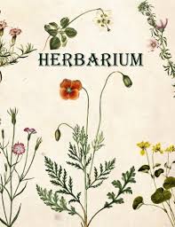 Klasse am gymnasium und wie erstelle ich aus den vorlagen ein herbarium? Herbarium Herbarium Von Deutschland Amazon De Florae Herbarium Bucher