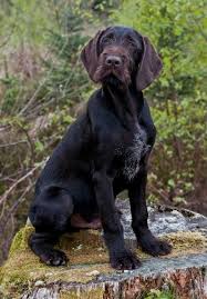 German Wirehaired Pointers Llanon Carmarthenshire Pets4homes Germanshorthairedpointerpuppy German Wirehaired Pointer Dogs Pointer Puppies