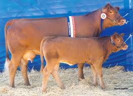 Image result for Golden Calf: What beef?