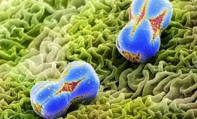 Pollen Again Under A Microscope Scanning Electron Microscope Microscopic Images Electron Microscope