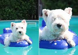 Pepper The Westie Westies Cutest Dog Ever West Highland White Terrier