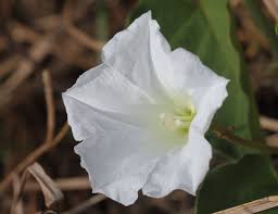 Image result for Bonamia