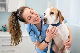 Stress-Free Mississauga Vet Clinic Visits To Guide