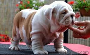 Hand raised miniature english bulldog puppies for sale to approved homes at times. Pitbull Dog Indian Pitbull Dog Puppy