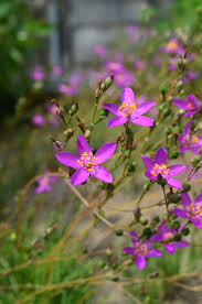 Image result for Talinum tenuissimum