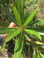 Image result for Breonadia salicina