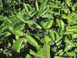 Image result for Bryophyllum