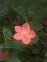 Image result for Hibiscus micranthus