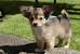 Long Hair Chocolate Teacup Chihuahua