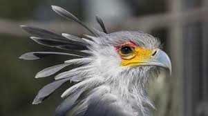 Bird With Big Eyes Name Pin On Creatures