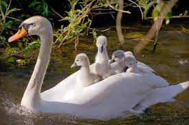 Contrary to most birds, cygnets have extremely long childhoods, and you'll often see large teenaged cygnets hanging around with their parents and an entirely new group of baby siblings. Iup Writing Center On Twitter Happy Fun Fact Friday A Baby Swan Is Called A Cygnet Which Comes From The Latin Word For Swan Cygnus