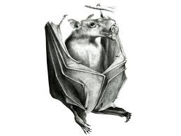 Hammer Headed Bat Facts Big Lipped Bat