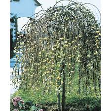 Great savings & free delivery / collection on many items. Yellow Weeping Pussy Willow Tree Feature Shrub In Pot With Soil Lw01654 In The Shrubs Department At Lowes Com
