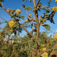 Image result for Acacia farnesiana