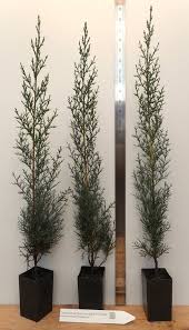 Image result for Cupressus sempervirens