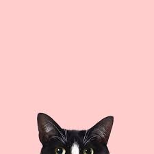 Minimalism On Twitter Cat Phone Wallpaper Cat Pattern Wallpaper Cat Wallpaper