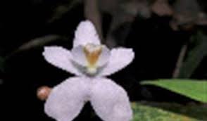 Image result for Didymoplexis