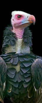 Vulture Beautiful Birds Animals Beautiful Pet Birds