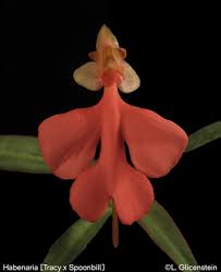 Image result for Habenaria aberrans