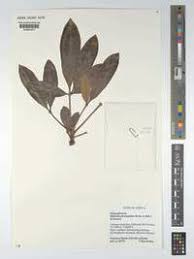 Image result for Oldfieldia